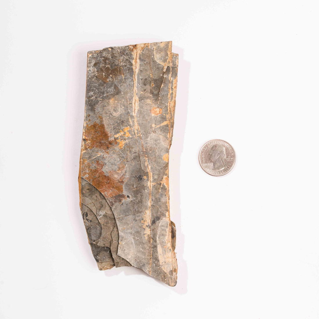 Slaty Shale Record - Earth Love Gallery Collection