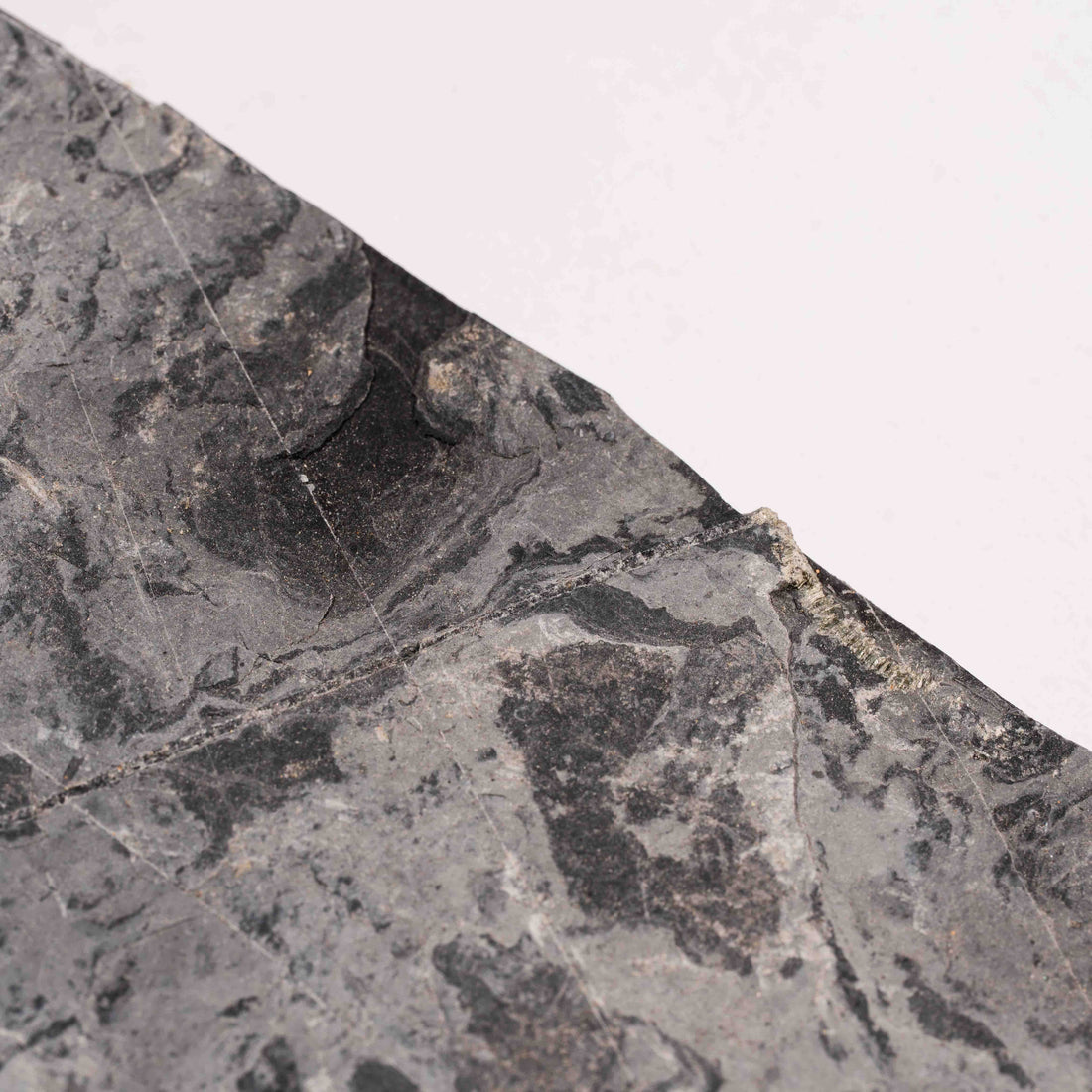 Slaty Shale Record - Earth Love Gallery Collection