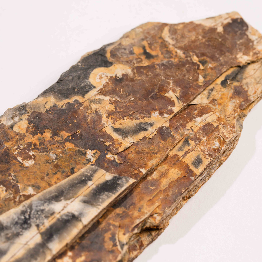 Slaty Shale Record - Earth Love Gallery Collection