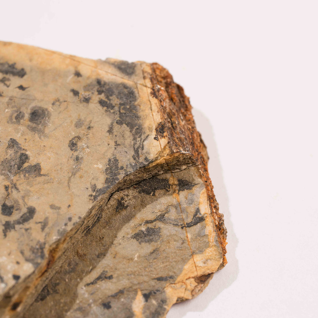 Slaty Shale Record - Earth Love Gallery Collection