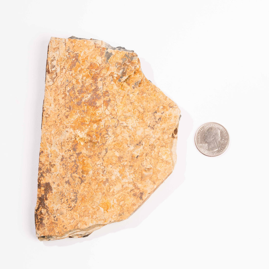 Slaty Shale Record - Earth Love Gallery Collection