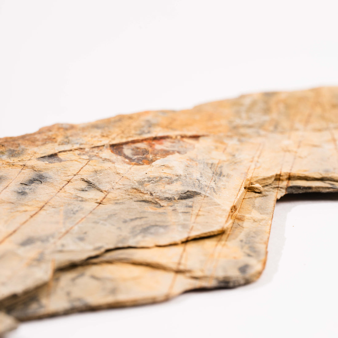 Slaty Shale Record - Earth Love Gallery Collection