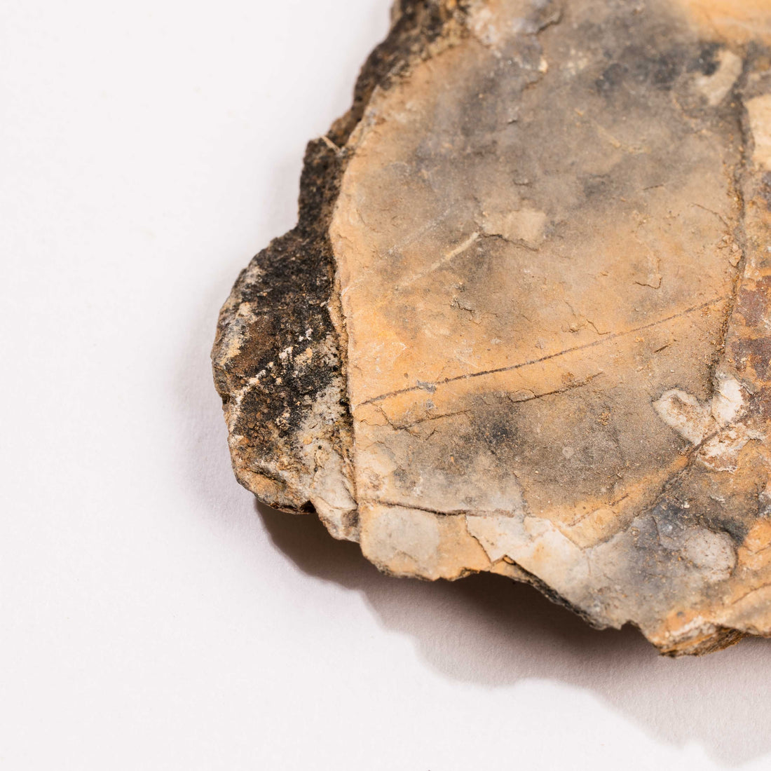 Slaty Shale Record - Earth Love Gallery Collection