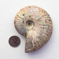 Ammonite - Light Iridescence