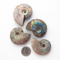 Ammonite - Light Iridescence