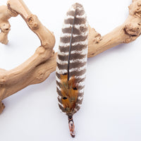Fans - Single Feather, Striped Turkey Feather, w/ Quartz Point